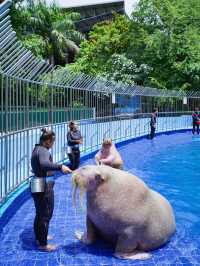 終於在曼谷野生動物園看到卡比巴拉啦