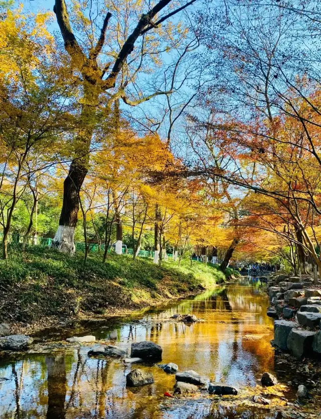 2023年秋冬限定の銀杏と紅葉の撮影スポットを忘れずに保存してください