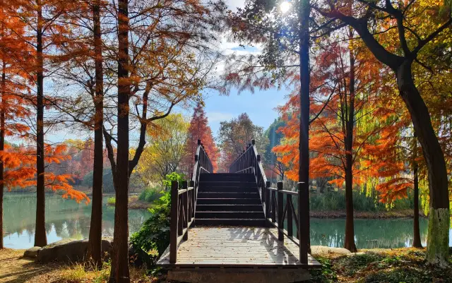 貢湖灣濕地公園美的像幅畫