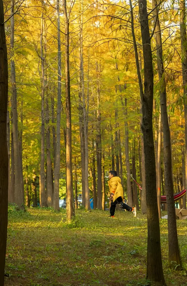 In winter, the metasequoia in Tianhe Daguan Wetland Park has turned yellow