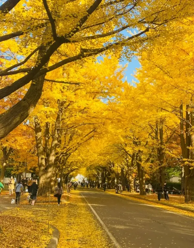札幌 北海道大學 穿梭在樹林和農場間