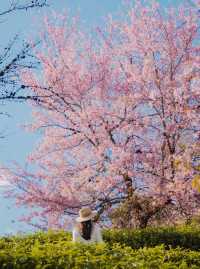 在大理，櫻花不是春天的專屬，在冬天也可以盛開，而無量山櫻花谷就是最佳的賞花地點之一，如果你想冬天去大理的無量山看櫻花，有6件不得不知道的事～