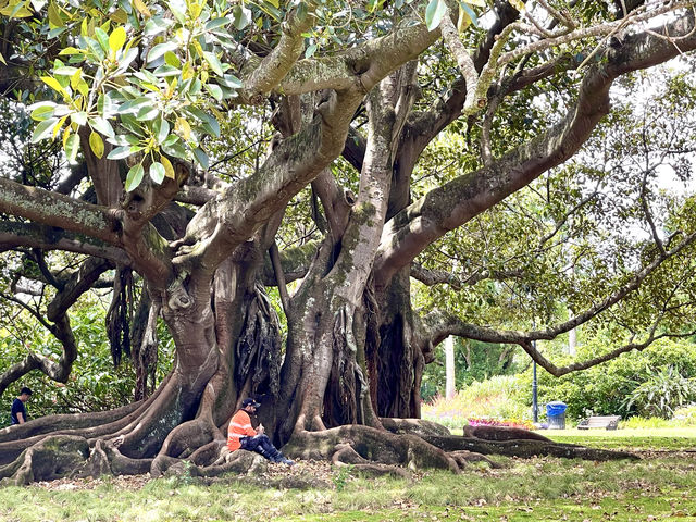 阿爾伯特公園 維多利亞風格的城市公園 奧克蘭