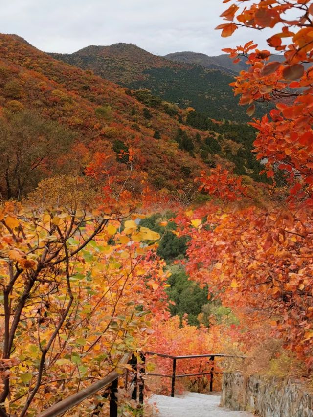 北京香山｜再過幾天北京的紅葉就要封神