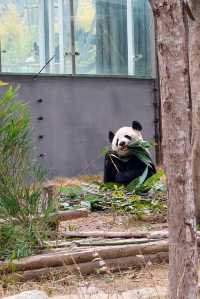 成都大熊貓拍照糯米團子好可愛……
