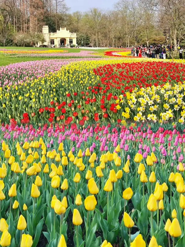 Looking forward! Tulips bloom in Hangzhou Prince Bay Park