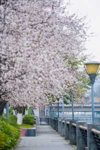 地鐵直達東湖公園的紫葉李真的都開好了！