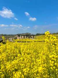 探索成都之美：成都雙流廣都博物館春日賞花之旅