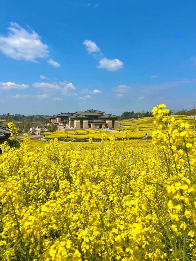 探索成都之美：成都雙流廣都博物館春日賞花之旅