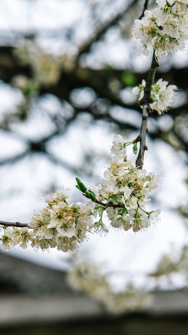 探秘：芷江也有春日賞花的人間仙境！