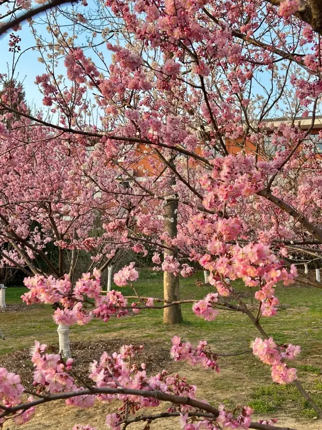 The cherry blossoms in Nanjing are absolutely stunning at the Zhongshan Botanical Garden!