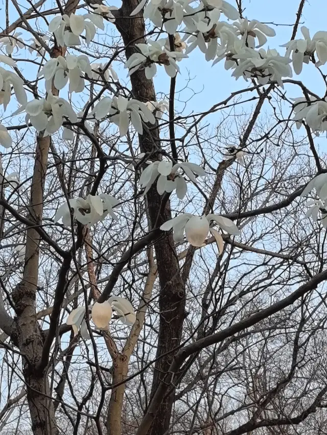 南京の梅花山は、花を楽しむには月を楽しむには結香を楽しむには最適な場所です