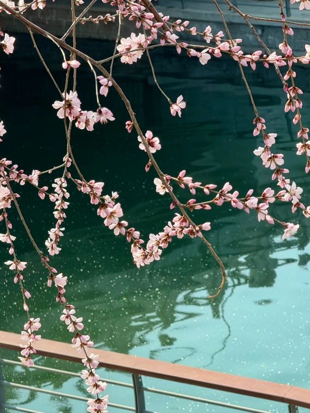 哇！這是北京版桃花潭水吧