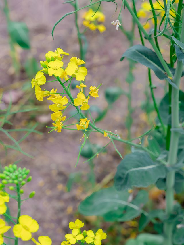 重慶三板溪公園油菜花海可以去拍了