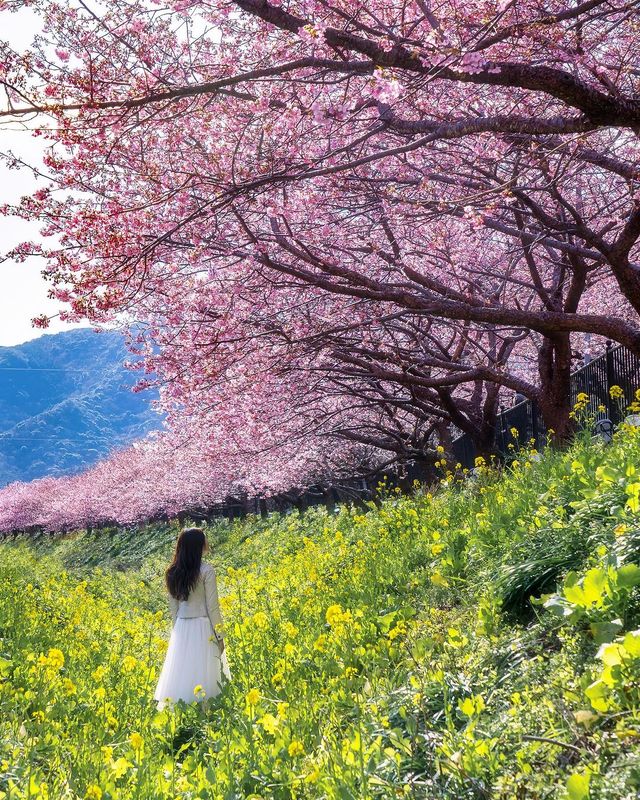 河津桜と熱海桜🌸