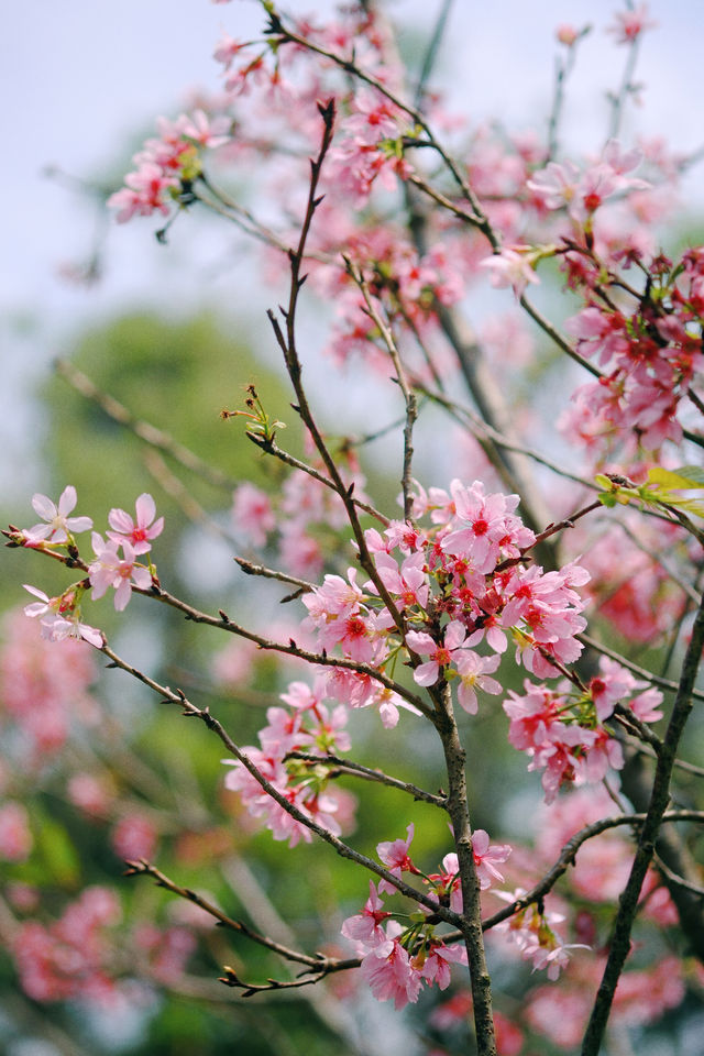 春遊記｜花開實況！大學城賞花踏青遛娃露營
