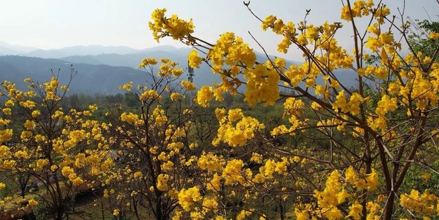 一樹金黃暖心田，滿園風鈴醉春光