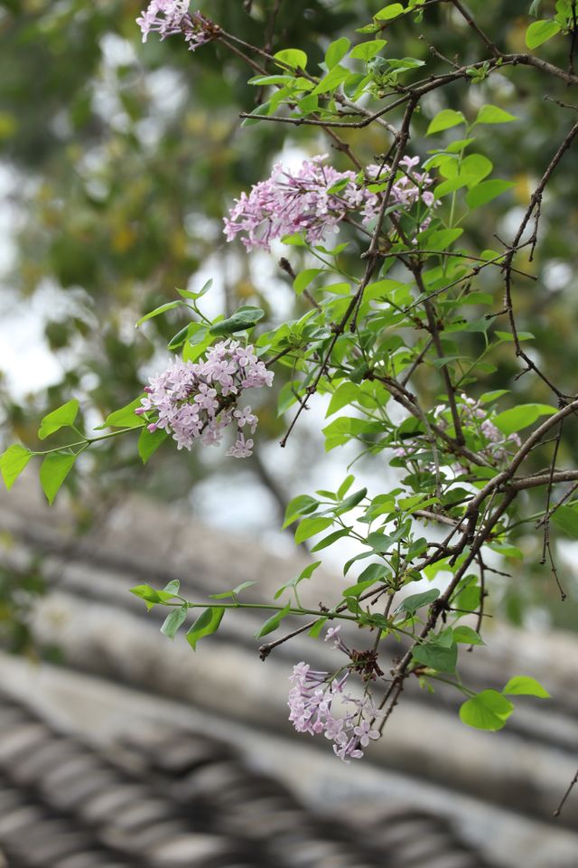 怡園的優雅貓與香氣襲人的丁香花