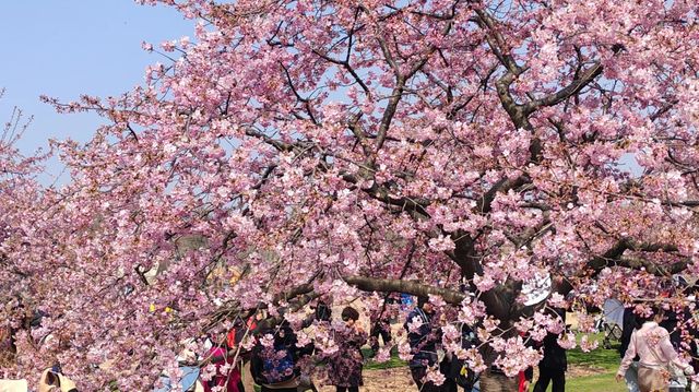 辰山植物園4-6月去更美哦！
