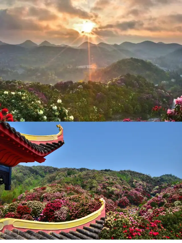 2024 Must-Visit! Bai Li Azalea Flower Viewing Guide, Miss It and Wait Another Year