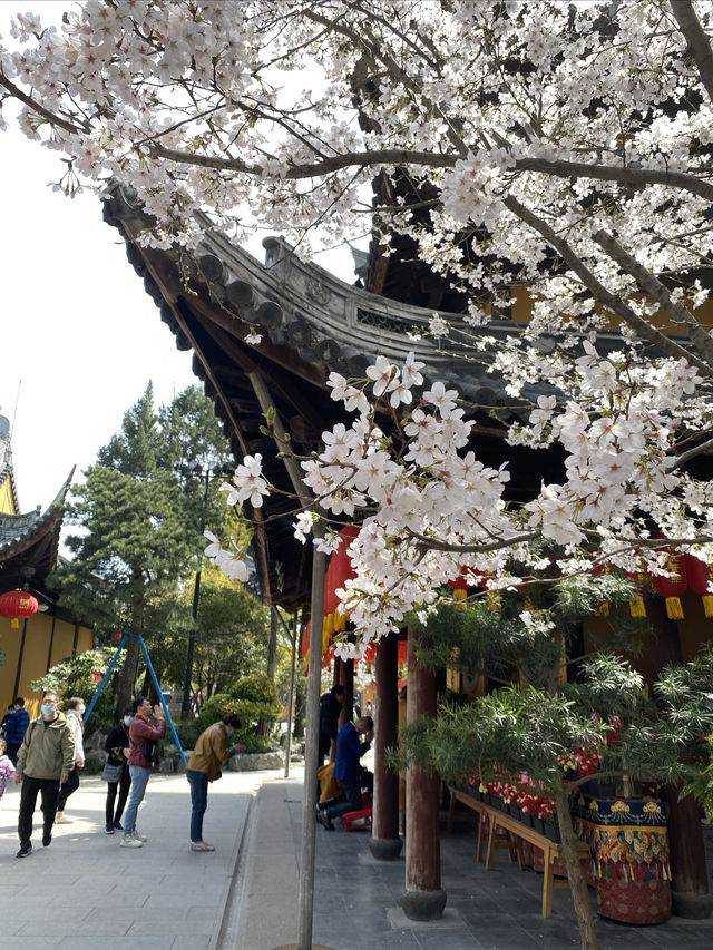 上海的寶藏寺廟真好拍！