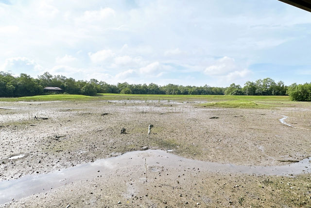 觀光新加坡的雙溪布洛濕地天然公園