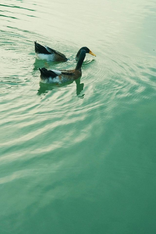 深圳中心公園的遊玩攻略