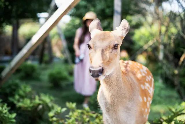 Chengdu's Little Nara, where deer are seen amongst the deep forest - Pengzhou Sansheng Temple