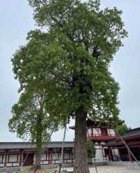 泰興慶雲禪寺 | 泰州旅遊景點