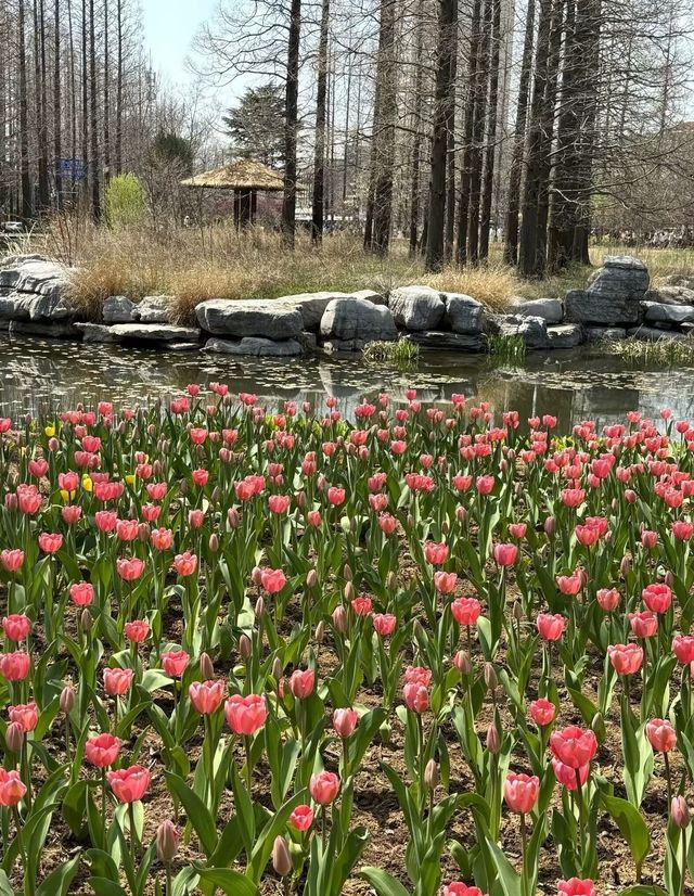 青島中山公園每年一度賞花季旅遊攻略