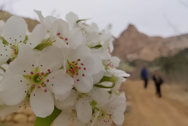 四月延綿上百里的梨花帶