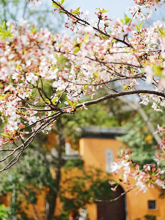 Spring's Embrace at Jiming Temple 💐 