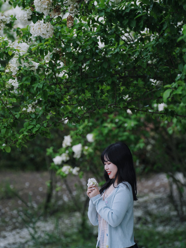 一頭栽進春天裡，杭州市區這片繡球花開啦！