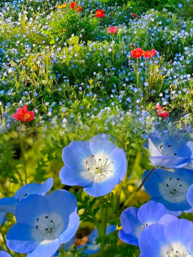 現實版莫奈花園 | 上海共青森林公園