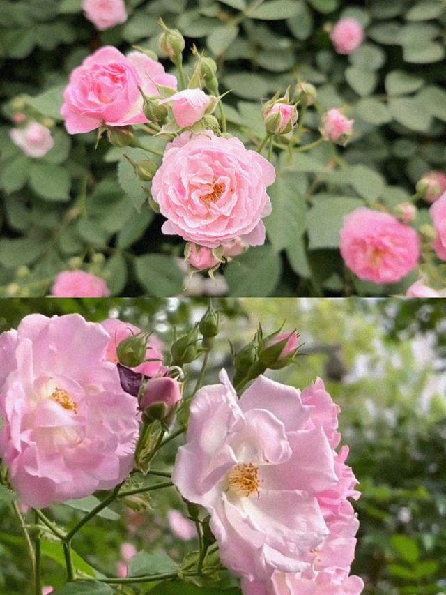 武漢漢陽江灘賞薔薇花