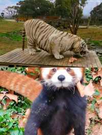 上海動物園親子遊必打卡