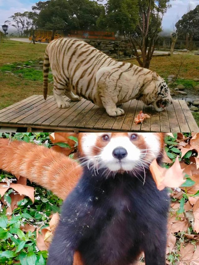 上海動物園親子遊必打卡