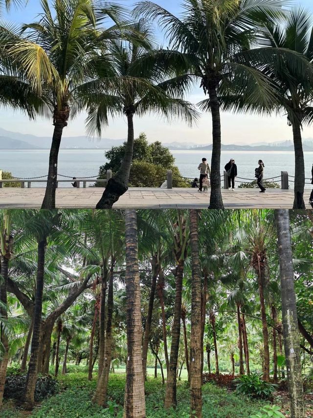 綠野仙踪：紅樹林下的詩意漫步