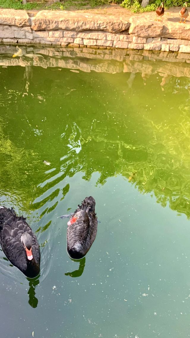 北京三里河公園｜鬧市中的江南水鄉，體驗都市裡的寧靜與美好