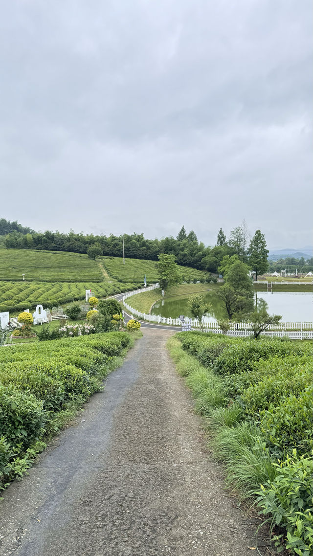 在萬畝茶園裡甦醒，是種什麼體驗？