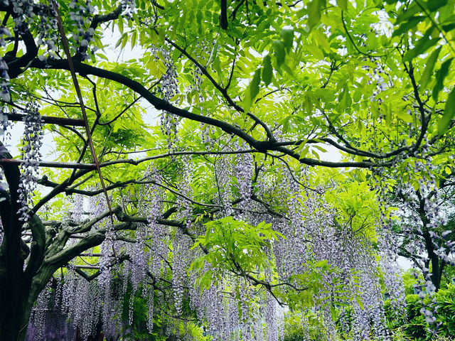 上海嘉定賞花好去處推薦，紫藤園