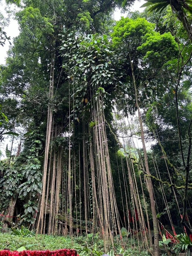 海南瓊中百花嶺熱帶雨林文化旅遊區，一個讓你忘卻煩惱的仙境！