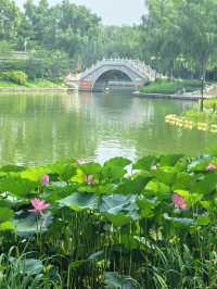 荷花蓮花連翹紫薇｜陶然亭公園太寶藏了