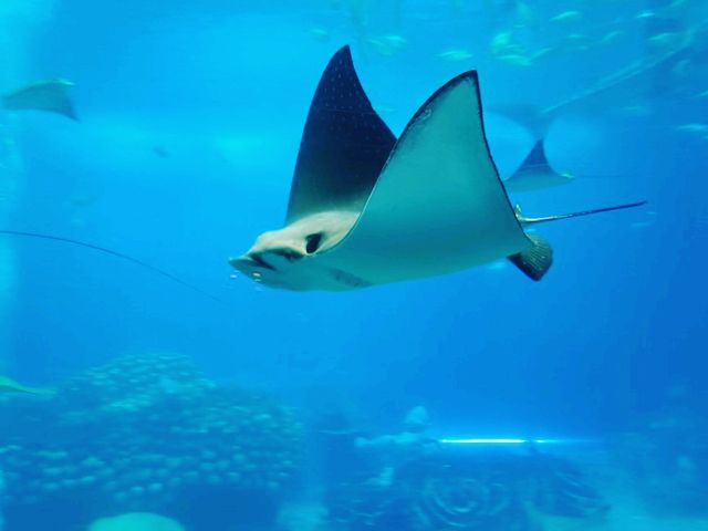 Embracing The Ocean World