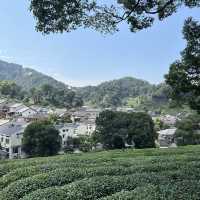 Hangzhou Tea Plantation