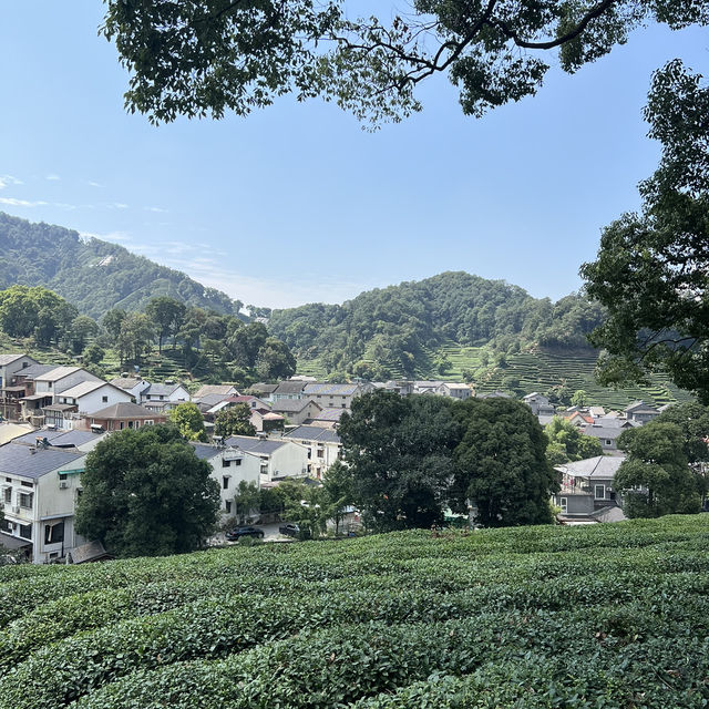 Hangzhou Tea Plantation