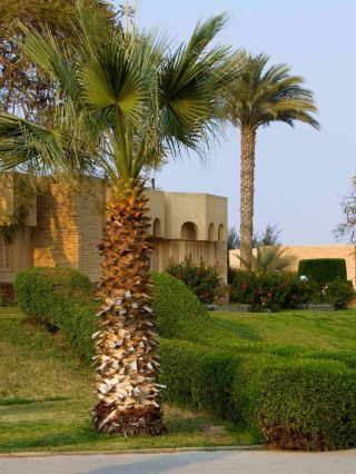 🌟 Ismailia's Hidden Gem: Mercure Forsan Island Hotel 🌟