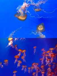 體驗一次難忘的2日海洋之旅。