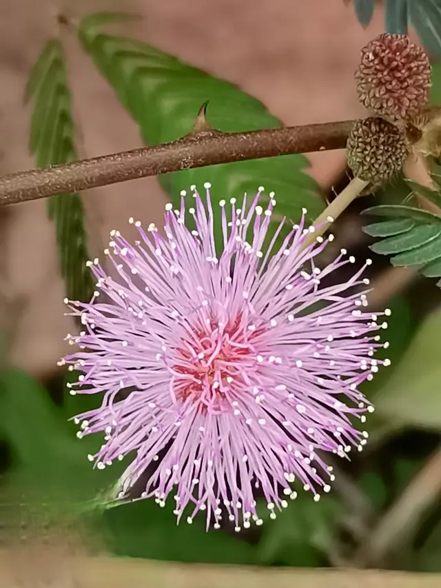 到版納,去看奇花。