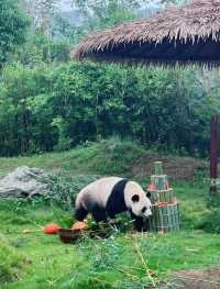 杭州野生動物園親子遊時間安排，建議收藏！